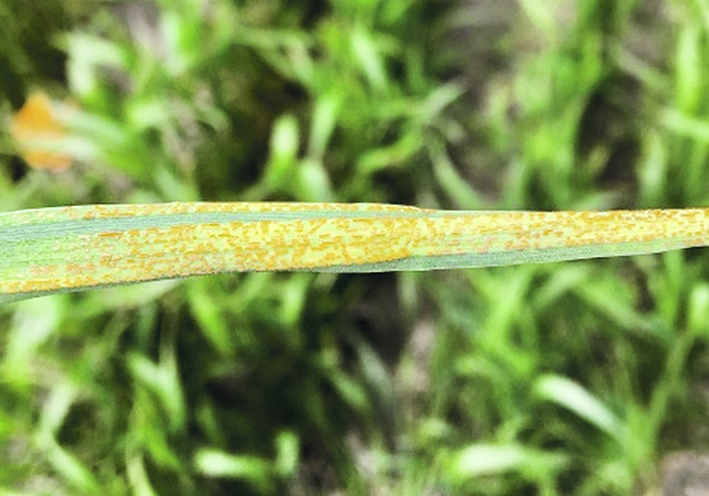 Yellow-orange coloured lesions of stripe rust can be seen on the leaves of infected cereal plants.  |  Ontario Agriculture Ministry photo