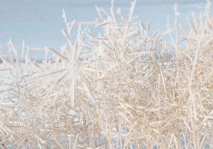 If La Nina develops this summer as anticipated, it could bring unwelcome weather at the tail end of the growing season. | File photo