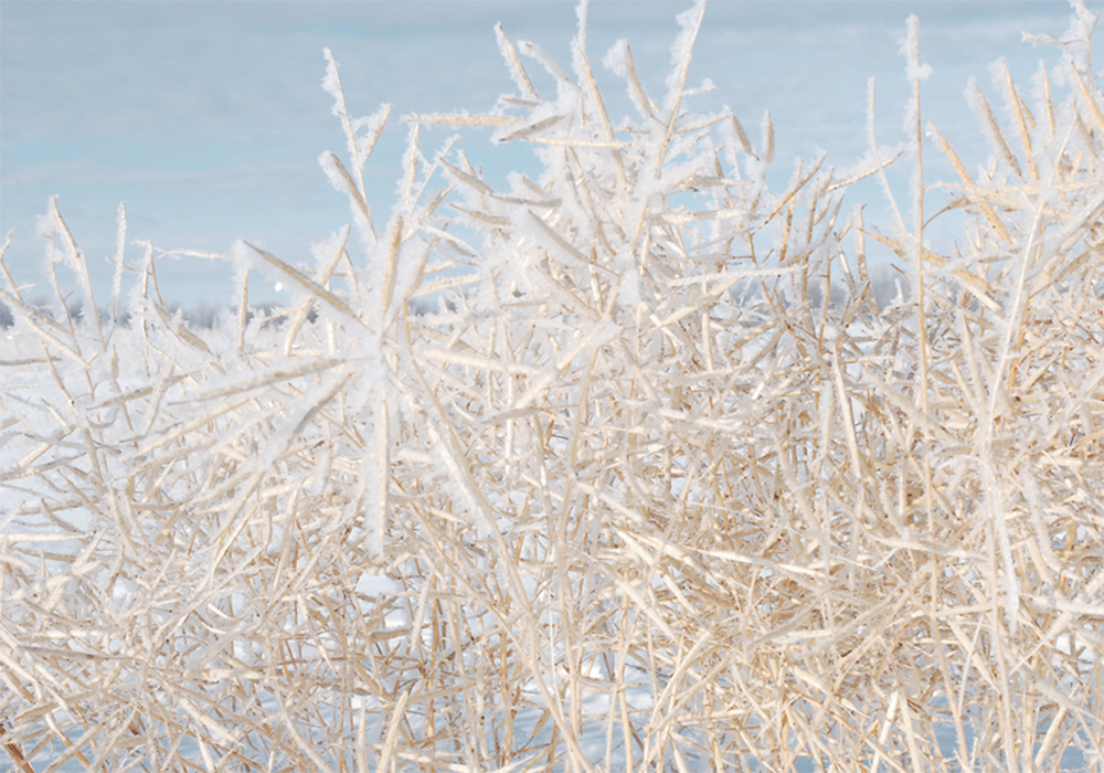 If La Nina develops this summer as anticipated, it could bring unwelcome weather at the tail end of the growing season. | File photo