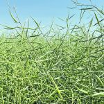 One analyst has dropped his average canola yield estimate by two bushels to 40 bu. per acre since the heat wave arrived, which would shave one million tonnes off his total production estimate to 19.5 million tonnes. | Karen Briere photo