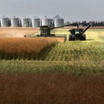 The U.S. imports 75 per cent of the canola it needs for industrial and food uses, almost all of that coming from Canada. | File photo