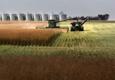 The U.S. imports 75 per cent of the canola it needs for industrial and food uses, almost all of that coming from Canada. | File photo