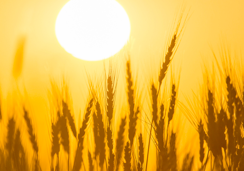 After a cool June across the Prairies, July turned things around.  | Getty Images