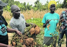 Rwandan farmers demonstrate the difference in yield between sweet potatoes grown under conventional and conservation agriculture practices,  |  Andy Harrington photo
