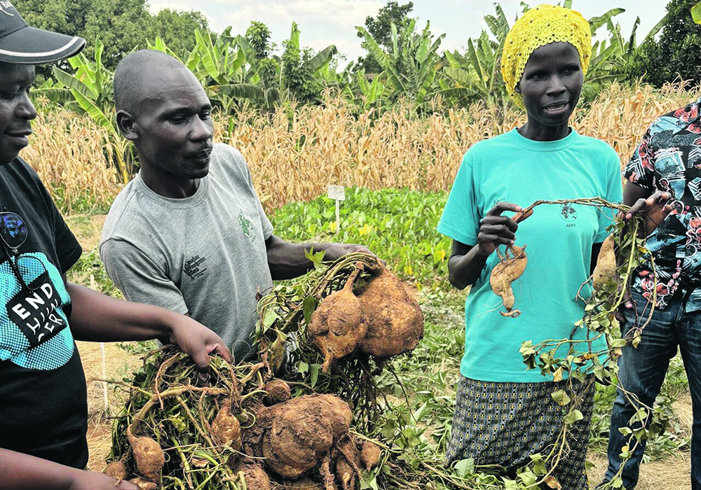 Rwandan farmers demonstrate the difference in yield between sweet potatoes grown under conventional and conservation agriculture practices,  |  Andy Harrington photo