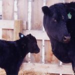 Trace mineral deficiencies are one possible explanation for calves not responding to vaccines appropriately. Copper and selenium are two important trace minerals that are required for optimal immune system performance. | File photo