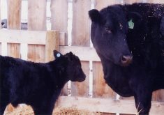 Trace mineral deficiencies are one possible explanation for calves not responding to vaccines appropriately. Copper and selenium are two important trace minerals that are required for optimal immune system performance. | File photo