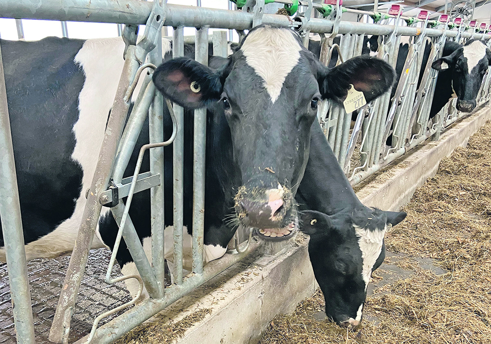 The proposed modernized LPI will reflect other subtle differences between the genetic goals of the different breeds, including a concern about cystic ovaries in the Holstein breed, and a recognition among Jerseys that enhancing the durability of a cow family can negatively impact its production. | File photo