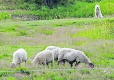 The sheep industry says clarity in the new code will be key because the sector is growing.  |  Alexis Stockford photo