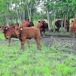 Animals that receive proper supplementation show higher rates of conception, calving and weaning, as well as increased weaning weights. | File photo