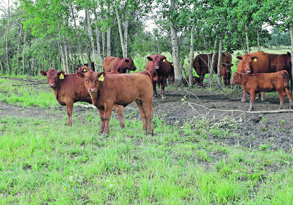 Animals that receive proper supplementation show higher rates of conception, calving and weaning, as well as increased weaning weights.  |  File photo