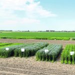 A research study into irrigated flax production was seeded on three different dates, with varying maturity. | Janelle Rudolph photo
