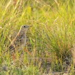 This Sprague’s pipit was found during last year’s Manitoba Forage and Grassland Association bird survey. | Cameron Meuckon photo