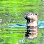 Otters have the unique habit of treading water and lifting their heads to check out their surroundings. | Tim Sopuck photo