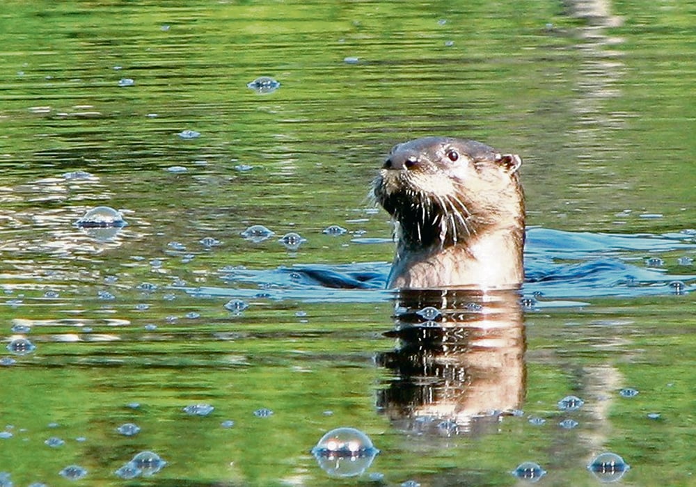 Otters have the unique habit of treading water and lifting their heads to check out their surroundings. | Tim Sopuck photo