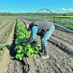 Steve MacKenzie-Grieve of Yukon Grain Farm checks crops in July. The farm supplies vegetables such as beets, kohlrabi and cabbage to local grocery stores in Whitehorse. | Karen Briere photo