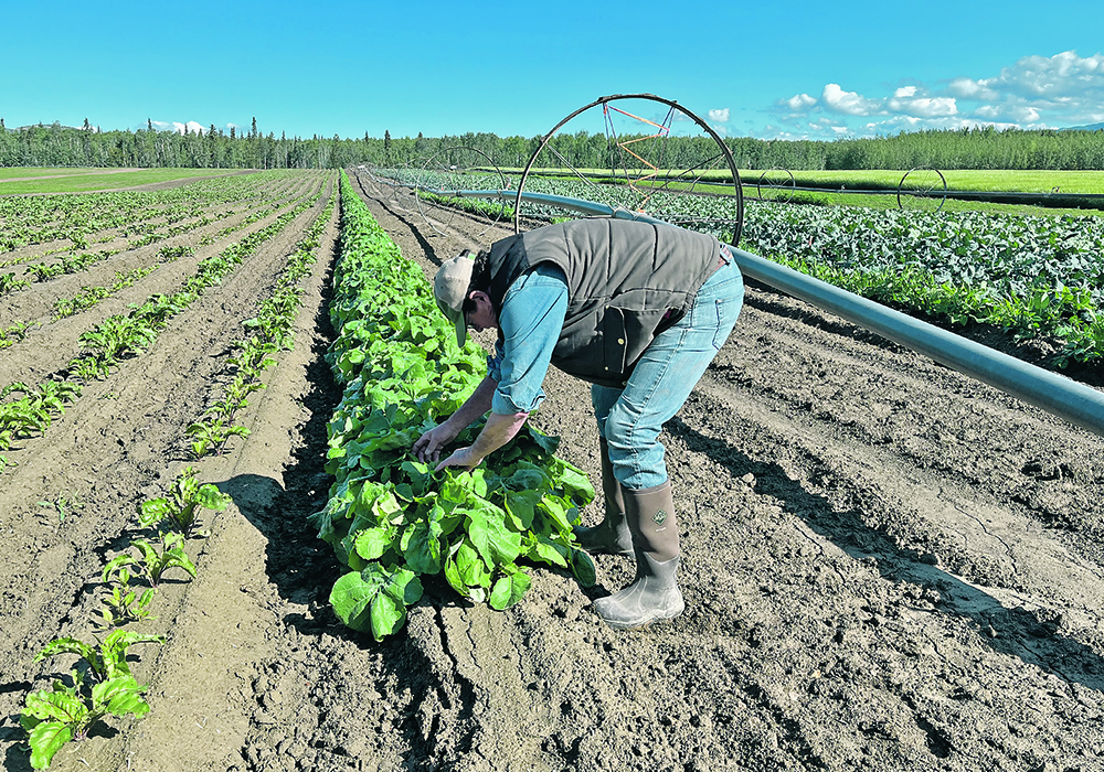 Steve MacKenzie-Grieve of Yukon Grain Farm checks crops in July. The farm supplies vegetables such as beets, kohlrabi and cabbage to local grocery stores in Whitehorse.  |  Karen Briere photo