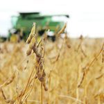 The USDA is now forecasting a record 4.59 billion bushel U.S. soybean crop, bumping up both its harvested acre and yield estimates from the July report. | File photo