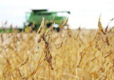 The USDA is now forecasting a record 4.59 billion bushel U.S. soybean crop, bumping up both its harvested acre and yield estimates from the July report.  |  File photo