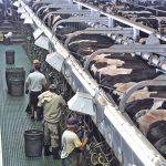 According to the National Milk Producers Federation, “immigrant labour accounts for 51 per cent of all dairy labour, and dairies that employ immigrant labour produce 79 per cent of the U.S. milk supply." | File photo
