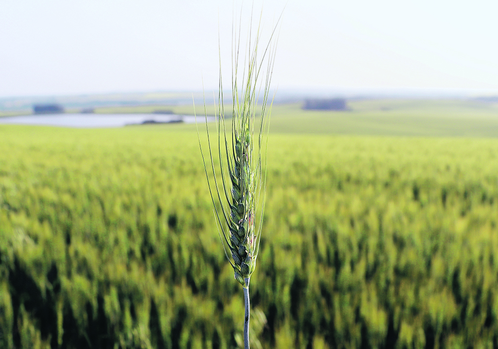 Egypt is one of the world’s largest wheat importers and it just launched a tender to import 3.8 million tonnes of wheat, its largest ever tender.  |  File photo