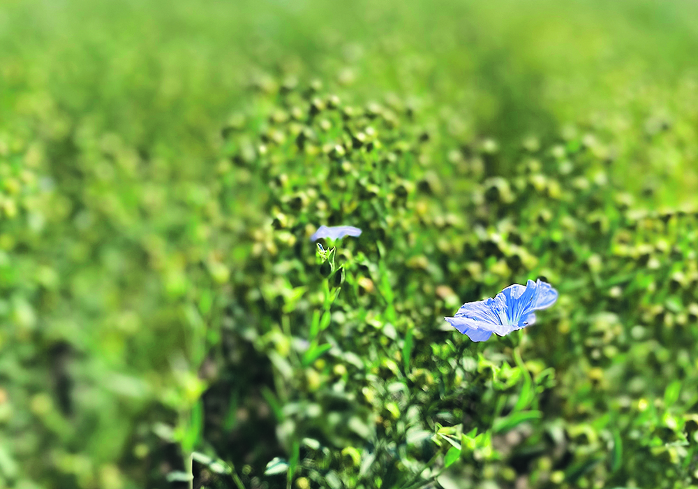 Farmers have learned to be wary of marketing complications that can occur after a crop has been grown and binned, such as what once happened when Europe restricted flax imports from Canada.  |  File photo