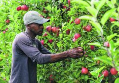 Courtney Davis of Jamaica is a temporary foreign worker who applied for his permanent residency with the help of Amanda and Hayden Dooney, owners of Suncrest Orchards in Norfolk County, Ontario. |  Diana Martin photo