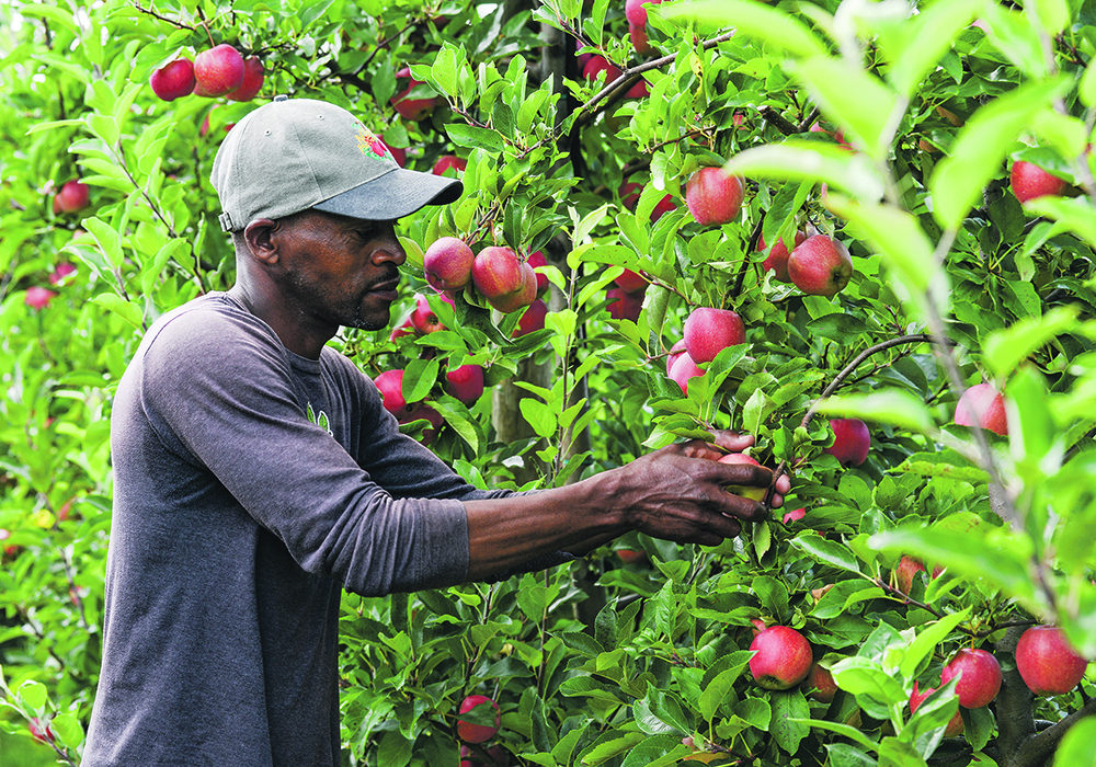 Courtney Davis of Jamaica is a temporary foreign worker who applied for his permanent residency with the help of Amanda and Hayden Dooney, owners of Suncrest Orchards in Norfolk County, Ontario. |  Diana Martin photo