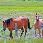 The parasite, Strongylus vulgaris, was considered to be well controlled by modern deworming medications. However, veterinary pathologists at the University of Calgary undertook the study after noticing an apparent increase in the number of horses affected by this parasite. | File photo