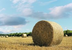 Cows are fed high starch diets at calving as they ramp up milk production, which helps manage ketosis and fatty liver, but it also increases risk of acidosis and inflammation. | Getty Images