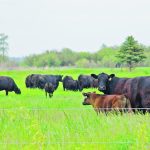 The Canadian Angus Association is working with Holstein Canada to learn about methane emissions and health traits. | File photo