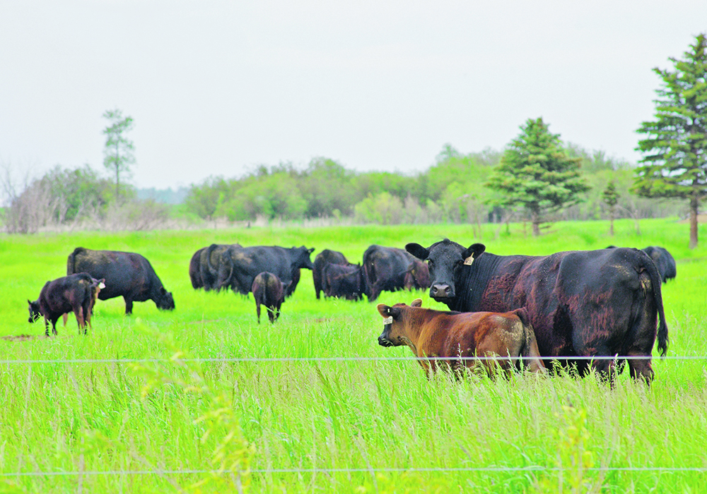 The Canadian Angus Association is working with Holstein Canada to learn about methane emissions and health traits. |  File photo