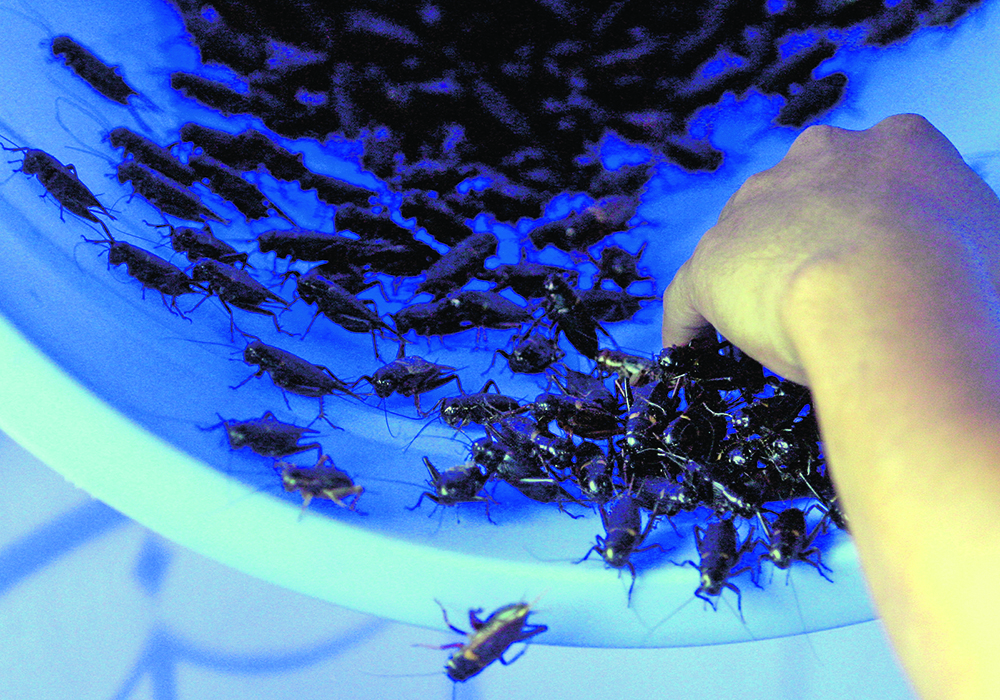 Crickets are seen in a plastic barrel at a farm in Ho Chi Minh City September 13, 2006. Breeders of crickets say the insects have became “finger food for beer drinkers” in an age of increasing prosperity in Vietnam compared with the recent past when they might have been food for the hungry or for wartime.  |  Reuters / Kham photo