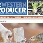 Stories in that issue’s Markets section had headlines such as “Lack of rain to pummel durum yields” and “Average pulse yields expected to fall this year.” | Screencap via producer.com