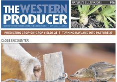 Stories in that issue’s Markets section had headlines such as “Lack of rain to pummel durum yields” and “Average pulse yields expected to fall this year.” | Screencap via producer.com