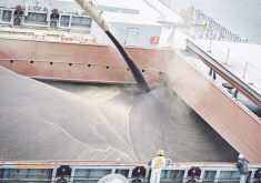 Exports over much of the crop year were slow because of brisk competition in the international market from Australia’s larger than normal crop. Exports to Mexico were particularly weak. | File photo