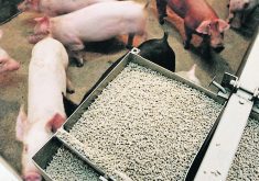 Lower feed costs should come as welcome news for Canadian hog producers.  |  File photo