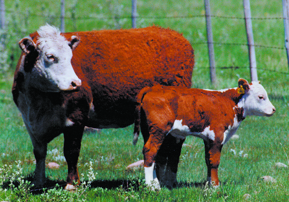 Cow-calf producers are in the driver’s seat now because of high demand for calves from feedlots and processors as calf crops shrink. That provides opportunities as well as challenges.  |  File photo