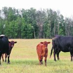 A rancher says at least 65 per cent of annual cow costs are spent on feed and 70 per cent of the feed the cow consumes is strictly for maintenance, so only 30 per cent goes toward production. | File photo
