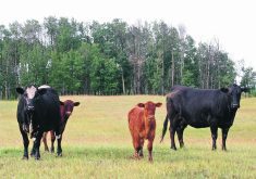 A rancher says at least 65 per cent of annual cow costs are spent on feed and 70 per cent of the feed the cow consumes is strictly for maintenance, so only 30 per cent goes toward production.  |  File photo