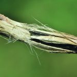 Scouting for sclerotinia at swathing lets producers know how much disease pressure is lurking so they can plan accordingly. | Canola Council of Canada photo