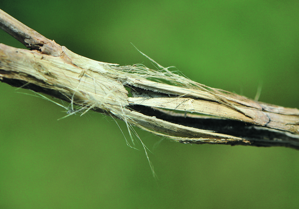 Scouting for sclerotinia at swathing lets producers know how much disease pressure is lurking so they can plan accordingly.  |  Canola Council of Canada photo