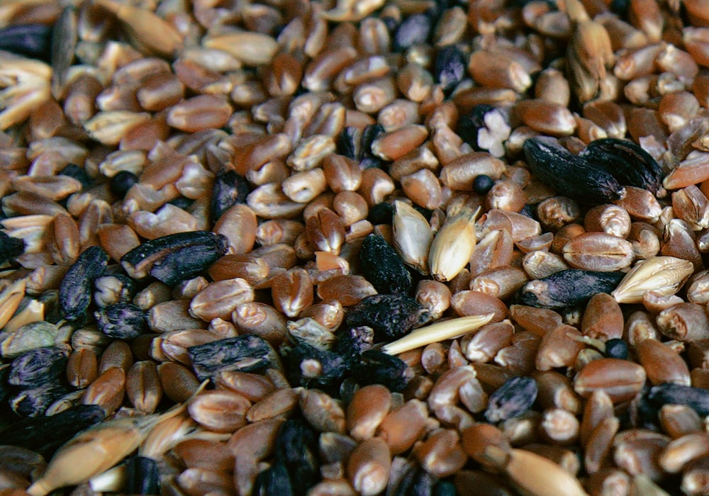 Ergot infection is heavily dependent on environmental factors, especially during the pollination window.  |  File photo