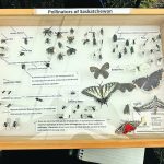 A variety of beneficial insects are found on the Prairies. | Janelle Rudolph photo