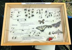 A variety of beneficial insects are found on the Prairies.  |  Janelle Rudolph photo