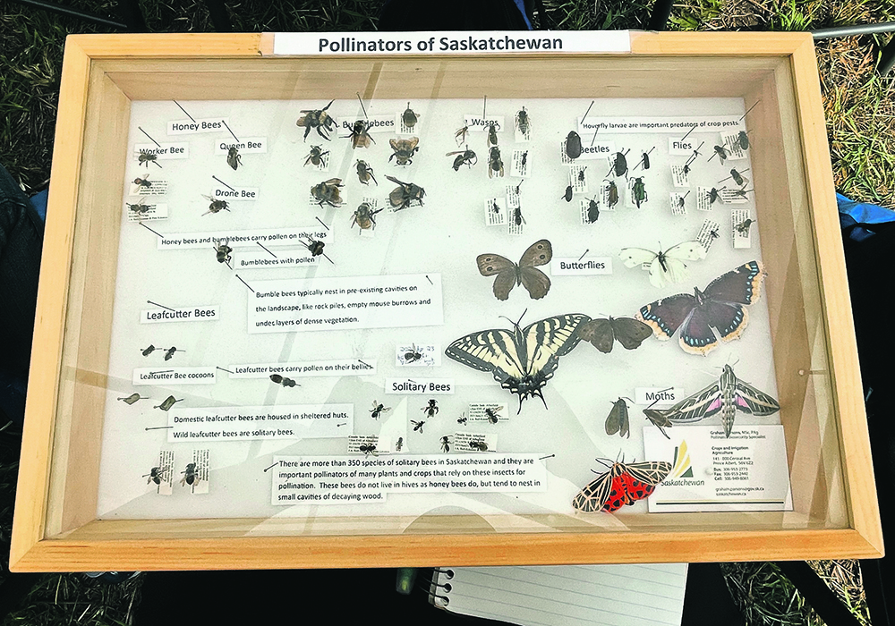 A variety of beneficial insects are found on the Prairies.  |  Janelle Rudolph photo