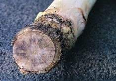 Verticillium stripe is a fungal disease that infects roots and enters the plant’s vascular system. It’s now present in all three Prairie provinces.  |  Justine Cornelsen photo