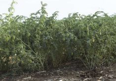 Farmers in the U.S. have planted 529,900 acres of chickpeas, a 42 percent increase over the previous year, according to the USDA’s Farm Service Agency. | Screencap via saskpulse.com