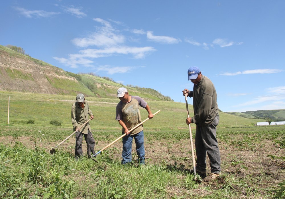 Seasonal and non-seasonal jobs in the "food security sectors" of primary agriculture, food and fish processing will be exempt, as will construction and healthcare. | File photo