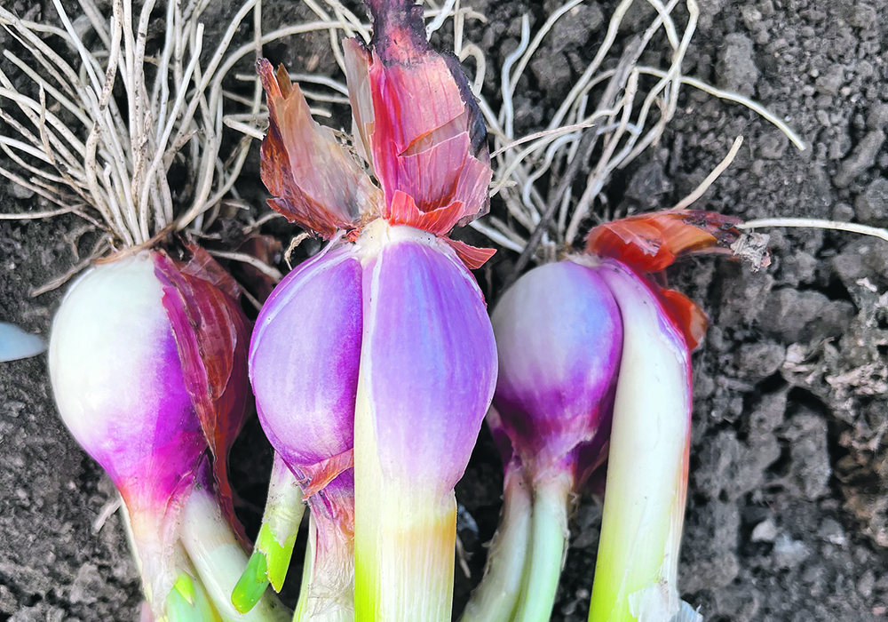 Fresh produce such as onions right from the garden take menus to a seasonal next level flavour. | Jodie Mirosovsky photo